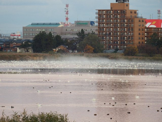 新潟県立鳥屋野潟公園 鐘木地区 12月のバードウォッチング 自然 野外 家族 新潟市 イベント情報 なじらぼ